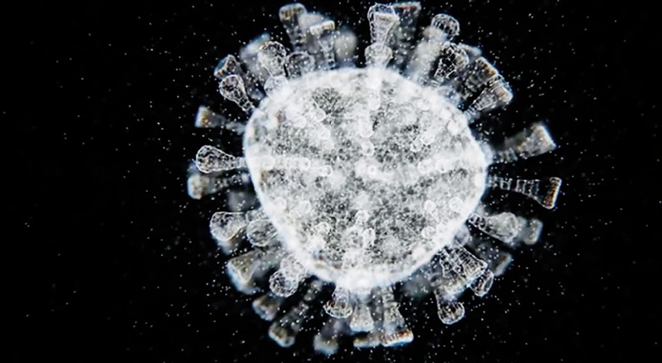 VTEI: Obr. 1. Mikroskopický snímek koronaviru SARS-CoV-2