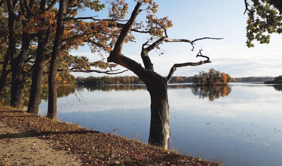 Obr. 5. Pohled na Opatovický rybník v Třeboni