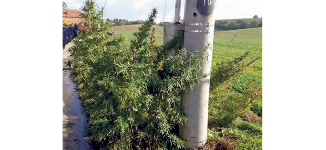 PČR: Obr. 9 – Volně rostoucí konopí vysokého vzrůstu na jižní Moravě