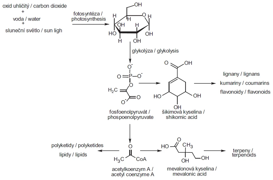 Obr. 1 Obecný model biosyntézy sekundárních metabolitů (Baser a Buchbauer, 2010)