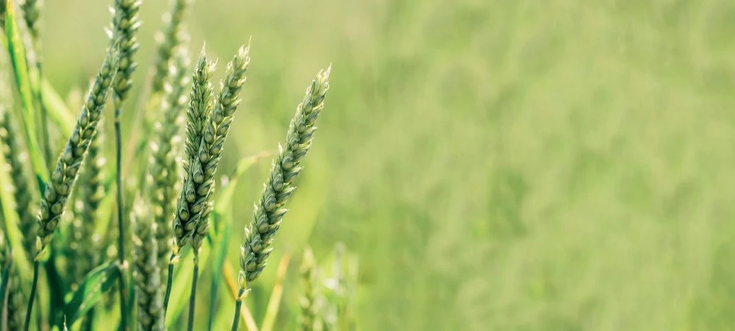 A / Magazín / Shutterstock, Ota Blahoušek, Jana Plavec: POMOC V ZEMĚDĚLSTVÍ.