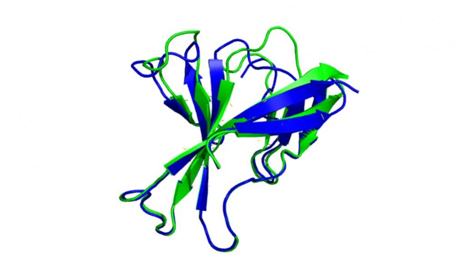 Forum/Marian Novotný: Srovnání predikce AlphaFold2 (zeleně) a experimentálně určené struktury (modře) u proteinu orf8 viru SARS-Cov-2