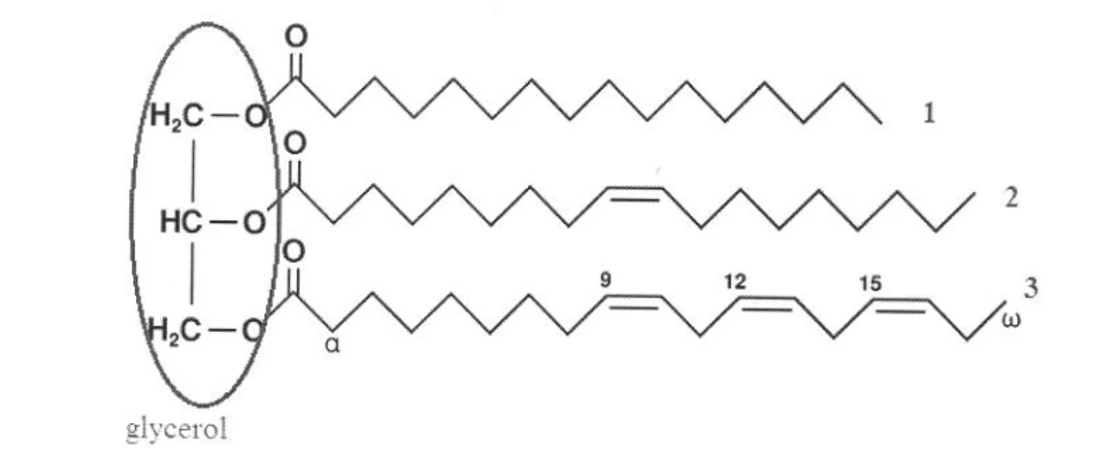 Obr. 2 Glycerol esterifikovaný kyselinou palmitovou –1, kyselinou olejovou –2, kyselinou α-linolenovou –3