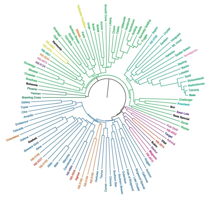 Obr. 2 Klastrová analýza. Odrůdová specifi ta chmele (Žatecký poloraný červeňák = Saaz) v závislosti na chemickém profilu proanthokyanidinů