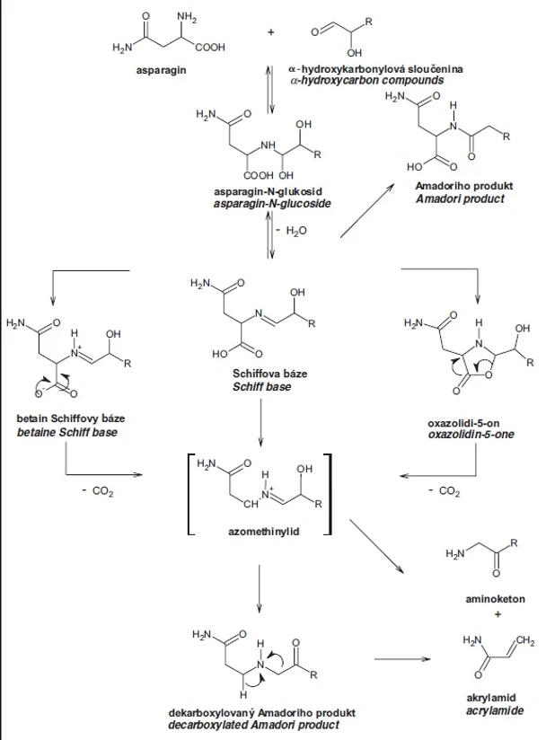Obr. 2 Mechanismus tvorby akrylamidu z asparaginu v přítomnosti α-hydroxykarbonylových sloučenin (1)