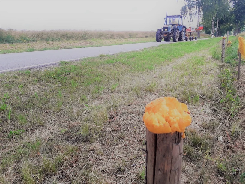 <p>Přírodovědecká fakulta UK/Tereza Černá: Mikroplasty z pachových plotů a sorpce PAU</p>
