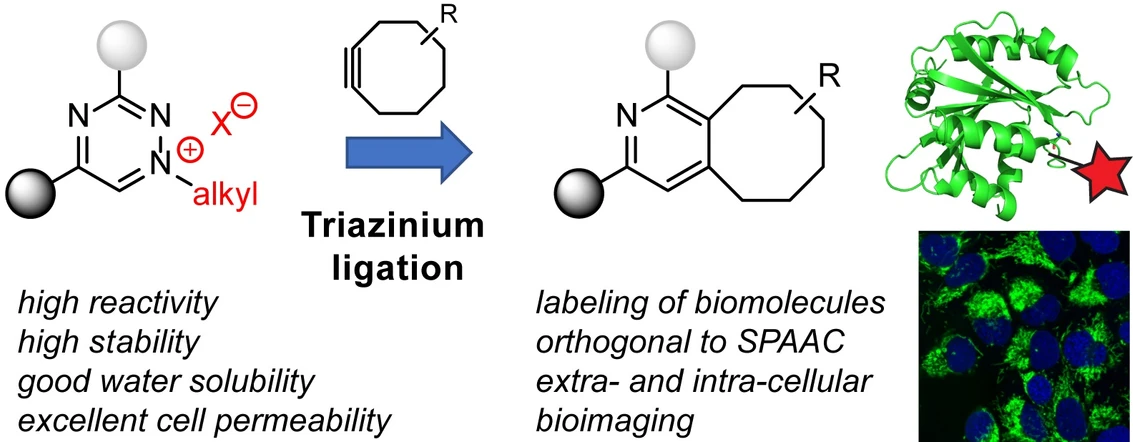 ÚOCHB: Triazinium Ligation: Bioorthogonal Reaction of N1-Alkyl 1,2,4-Triazinium Salts