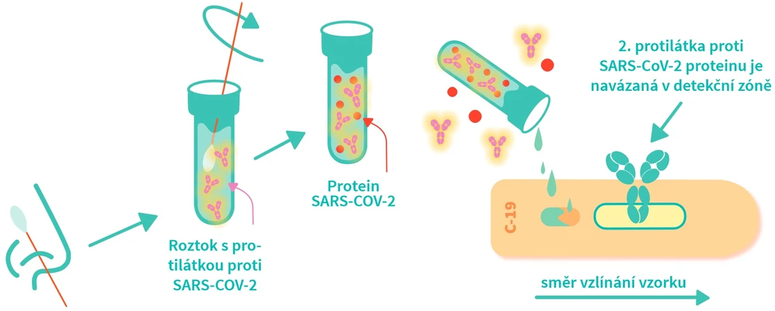 VŠCHT Praha: Princip antigenního testu (důkaz probíhající infekce)