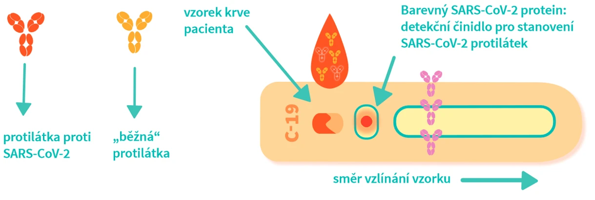 VŠCHT Praha: Princip testu na protilátky - indikuje možnou ochranu před opětovnou nákazou, nebo alespoň před vážným průběhem nemoci