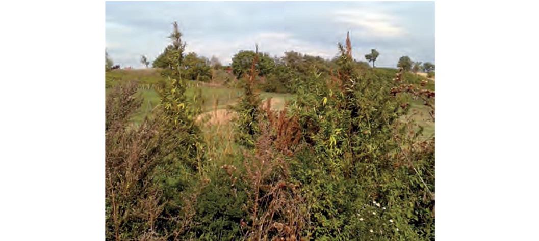 PČR: Obr. 8 – Volně rostoucí konopí vysokého vzrůstu na jižní Moravě