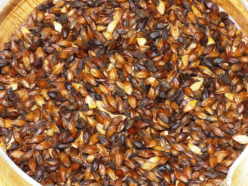 <p>Pixabay/Tomasz Mikołajczyk: Stanovení methioninu ve sladu</p>
