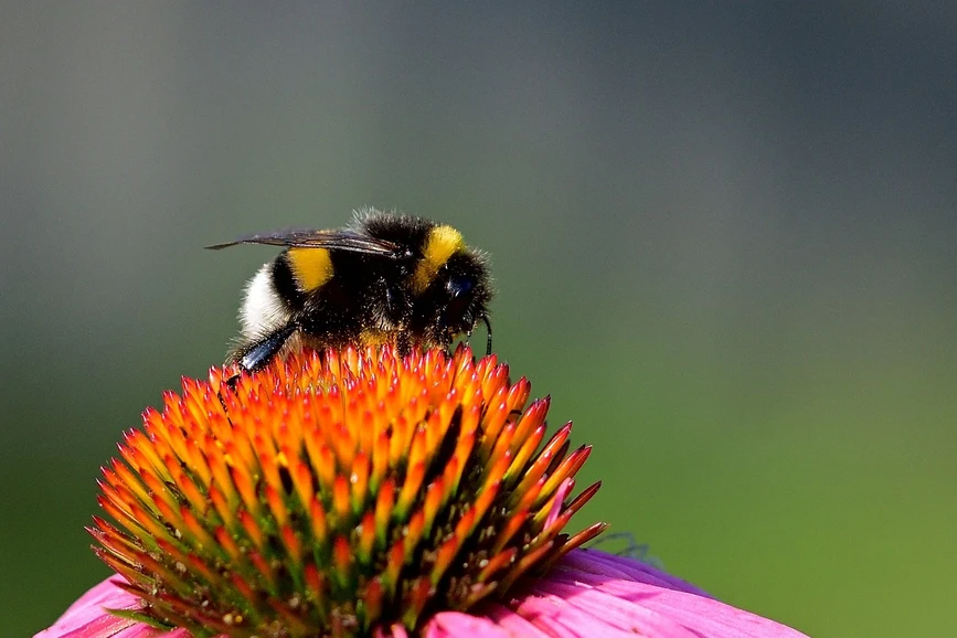 Pixabay/Jürgen: Časopis Science minulý rok vydal studii, podle které se toxicita syntetických pesticidů pro bezobratlé živočichy a užitečný hmyz od roku 2005 do dnešních dob zdvojnásobila.