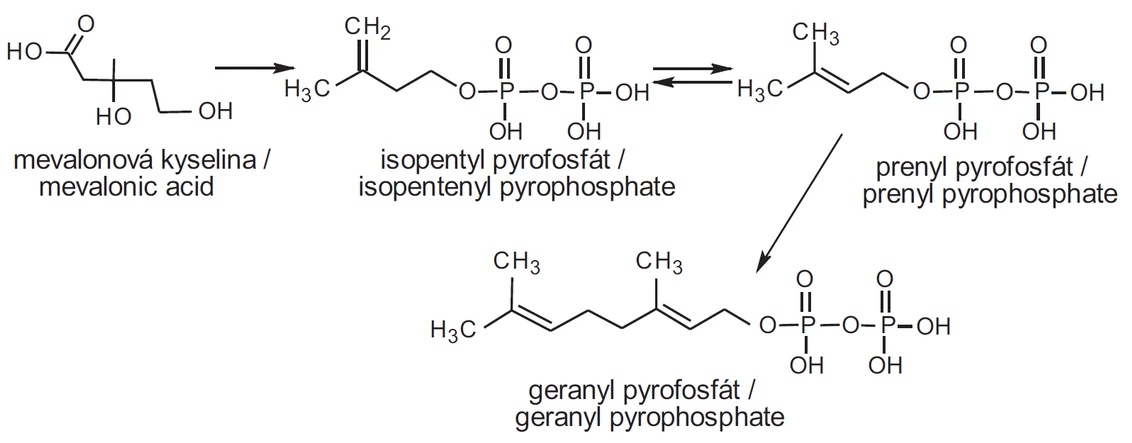 Obr. 2 Biosyntéza terpenů